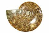 Polished Ammonite (Cleoniceras) Fossil - Madagascar #283420-1